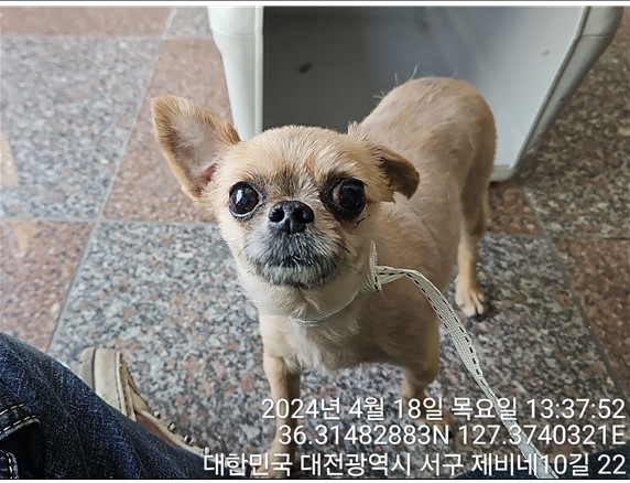 대전동물보호센터_430366202400155